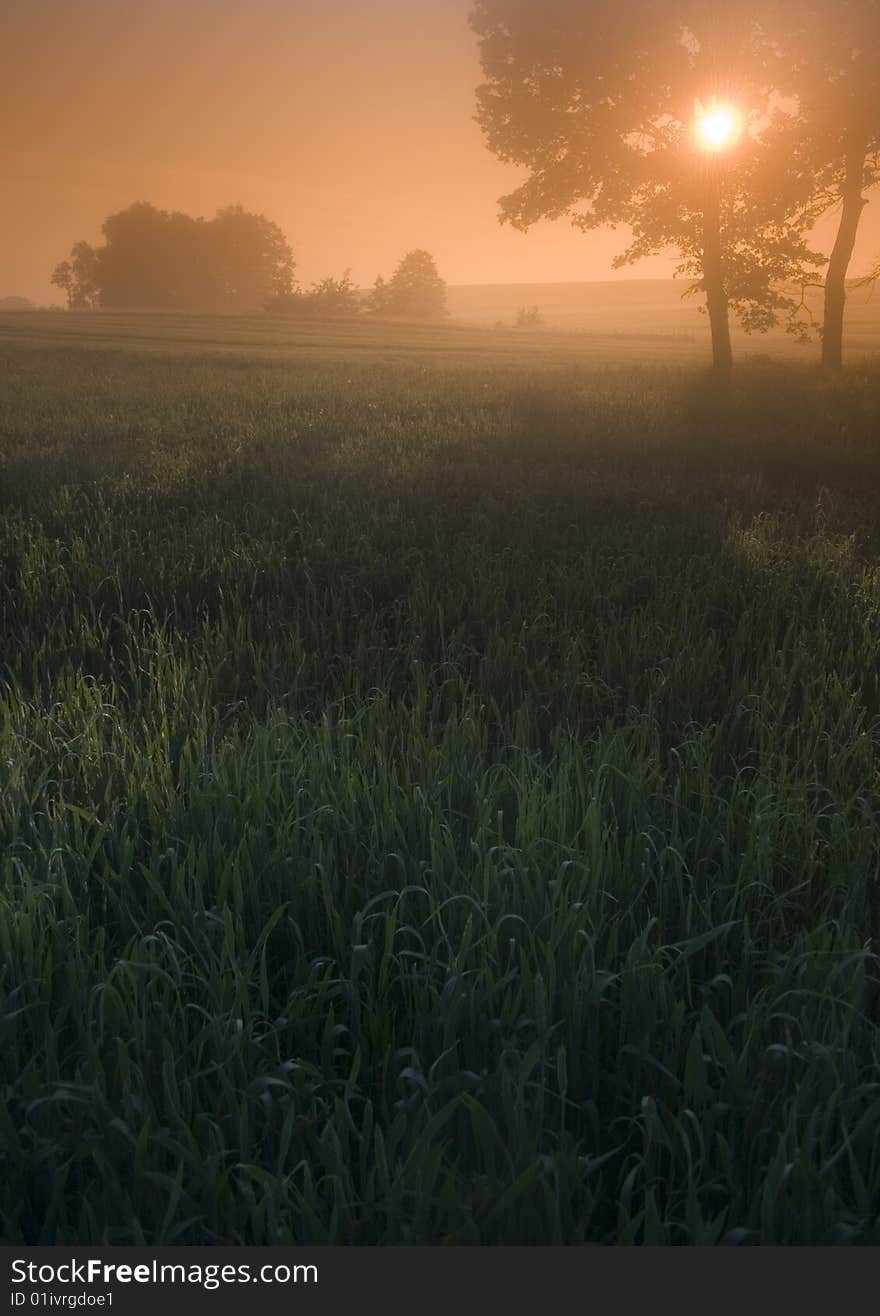 Green grain not ready for harvest growing in a farm field. Green grain not ready for harvest growing in a farm field