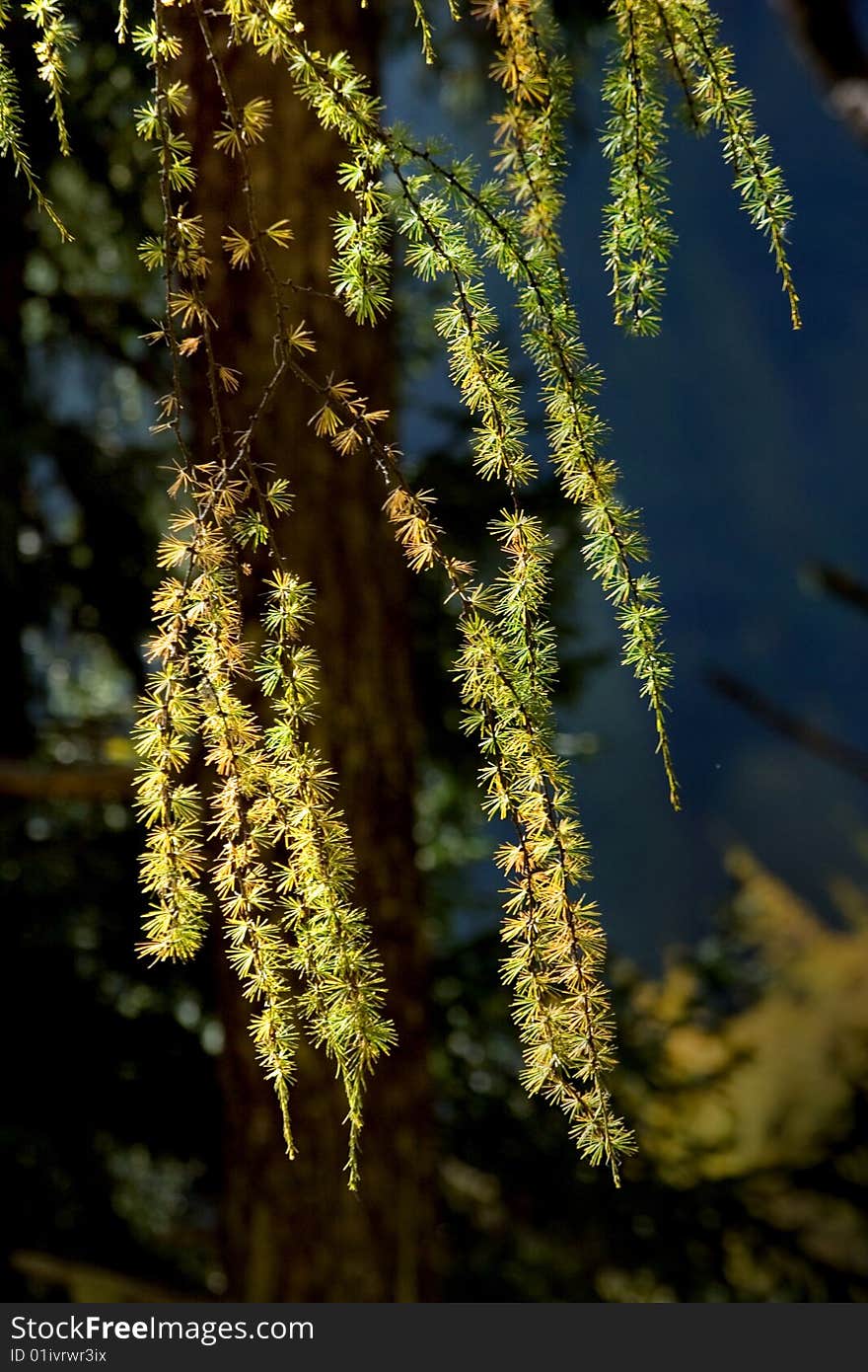 Day view of pine leaves at Sichuan Province China