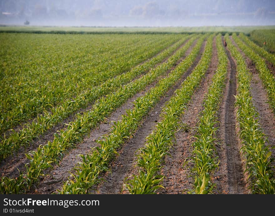 Green corn field in southern Poland. Green corn field in southern Poland