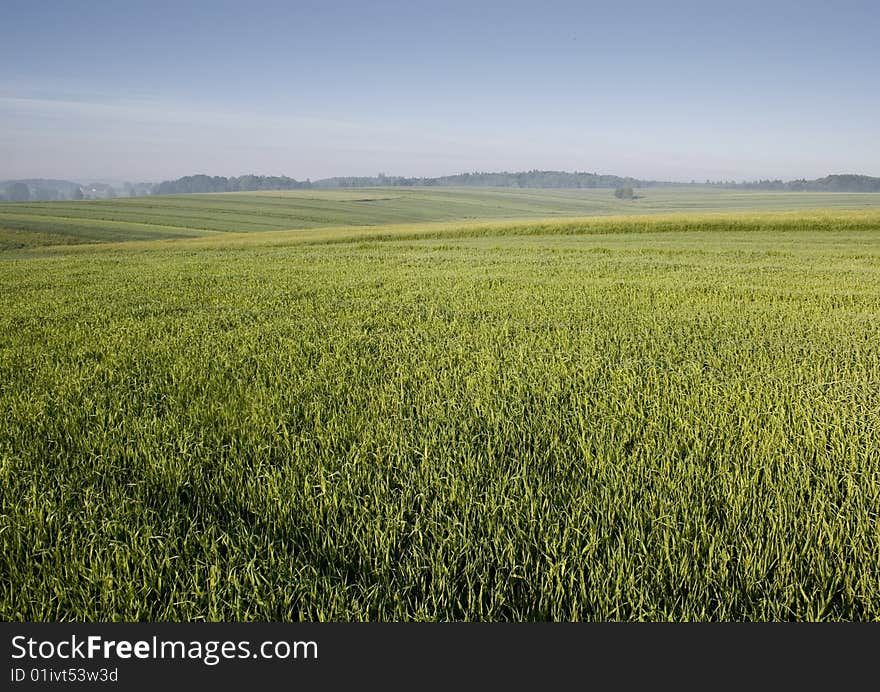 Green corn field in southern Poland. Green corn field in southern Poland