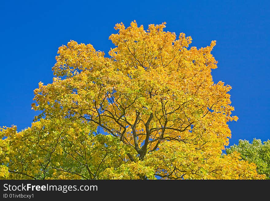 Golden maple branches on blue sky background. Golden maple branches on blue sky background