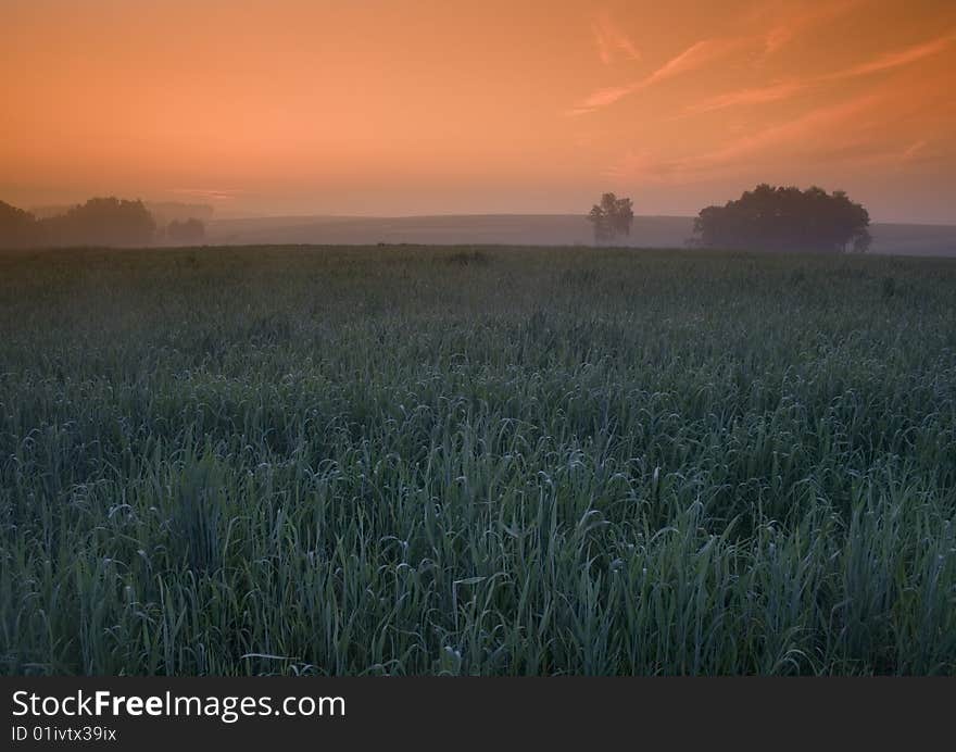 Green grain not ready for harvest growing in a farm field. Green grain not ready for harvest growing in a farm field