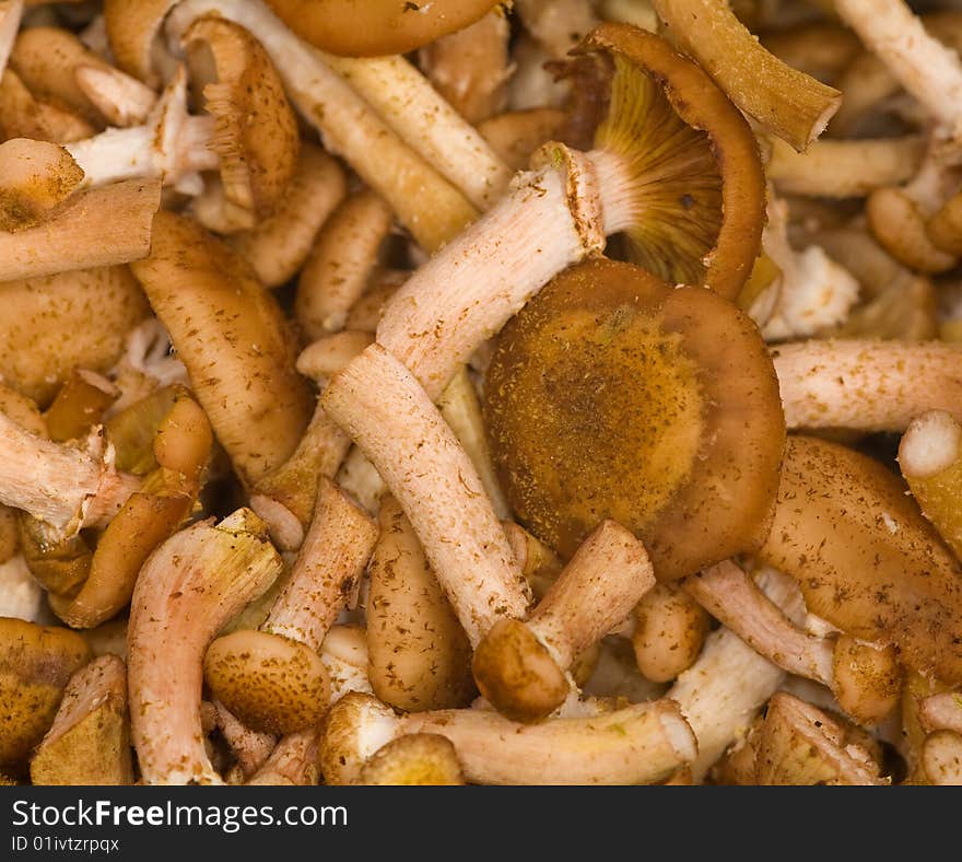 Brown fungus background