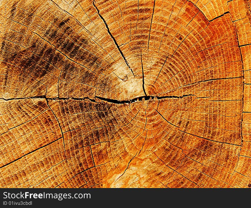 Cut a tree an oak аbstract background