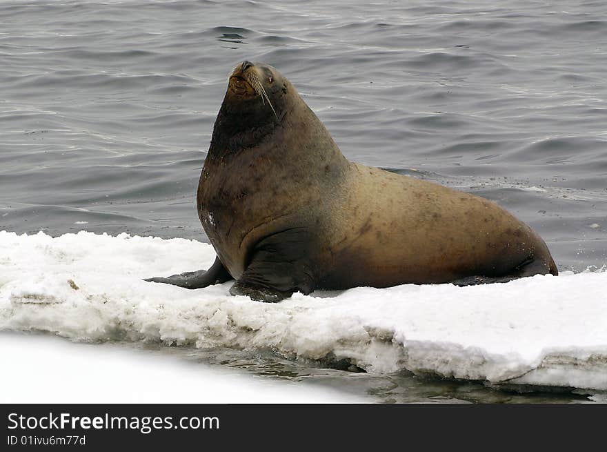 Northern sea-lion (Eumetopias jubatus)