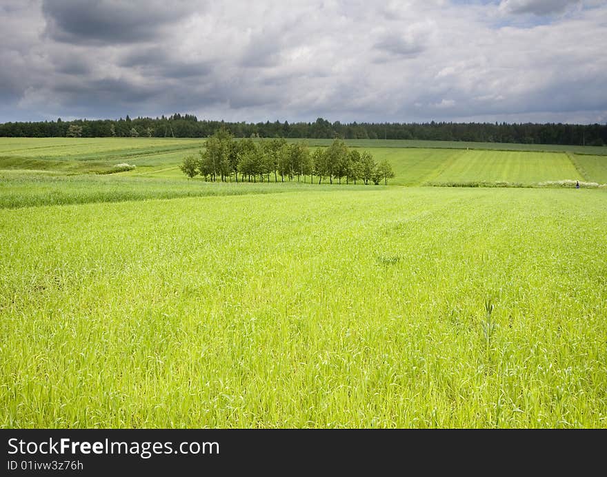 Green corn field in southern Poland. Green corn field in southern Poland