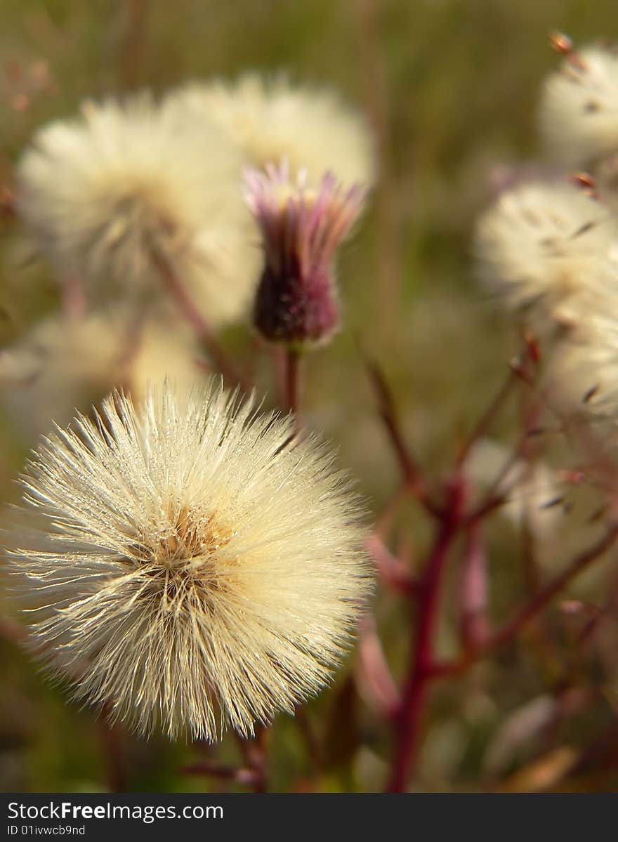 The flowers on a meadow.