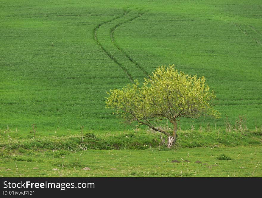 Lonely tree on a green spring blossom meadow.