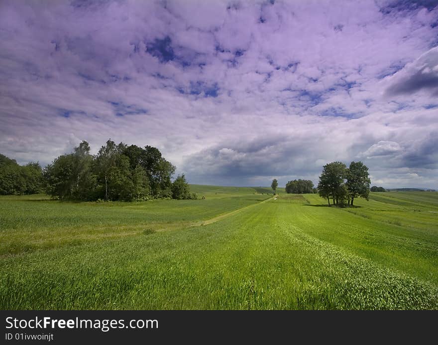 Green corn field in southern Poland. Green corn field in southern Poland