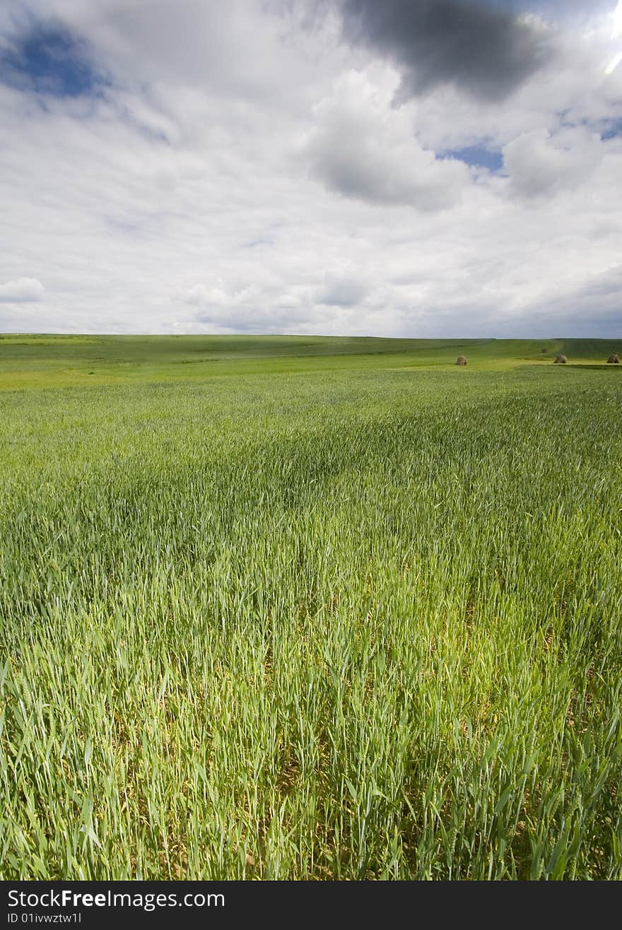 Green corn field in southern Poland. Green corn field in southern Poland