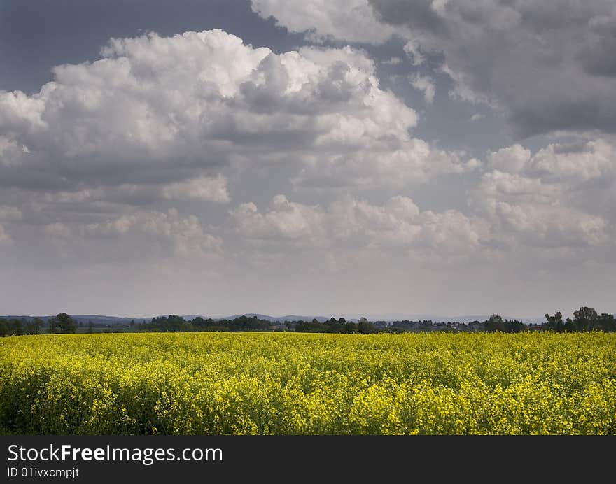 Green corn field in southern Poland. Green corn field in southern Poland