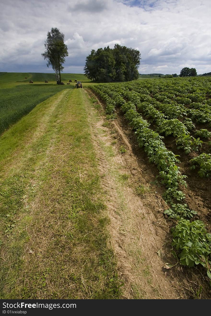 Green corn field in southern Poland. Green corn field in southern Poland