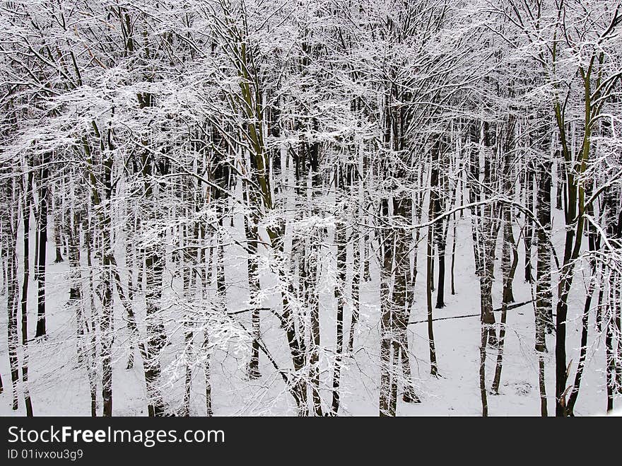 White winter forest scene