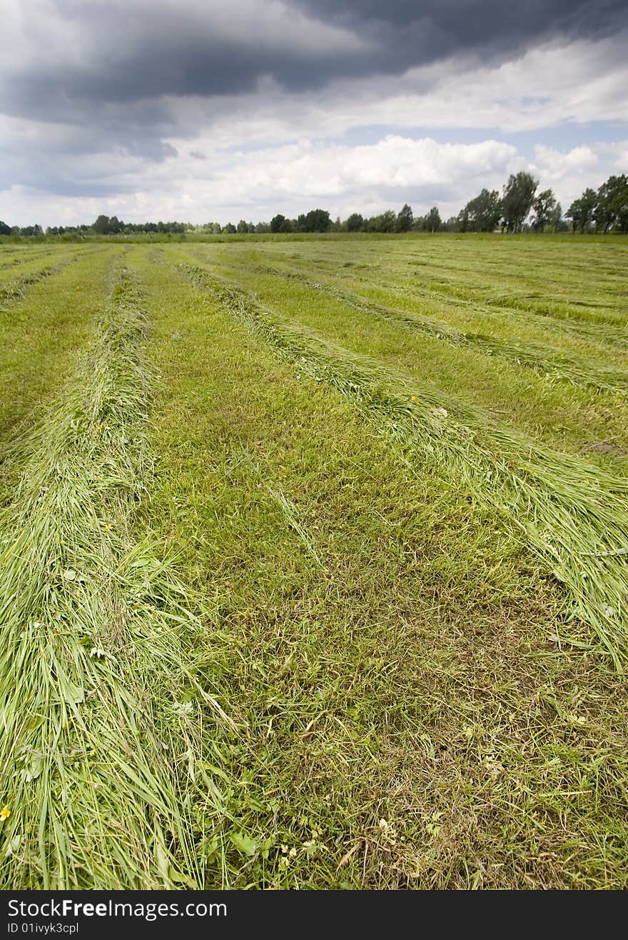 Green corn field in southern Poland. Green corn field in southern Poland