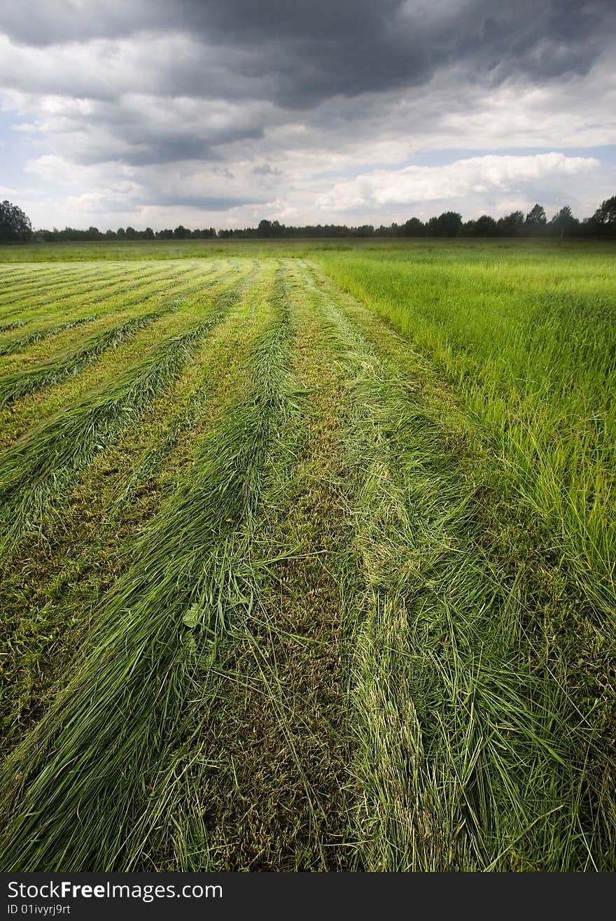 Green corn field in southern Poland. Green corn field in southern Poland