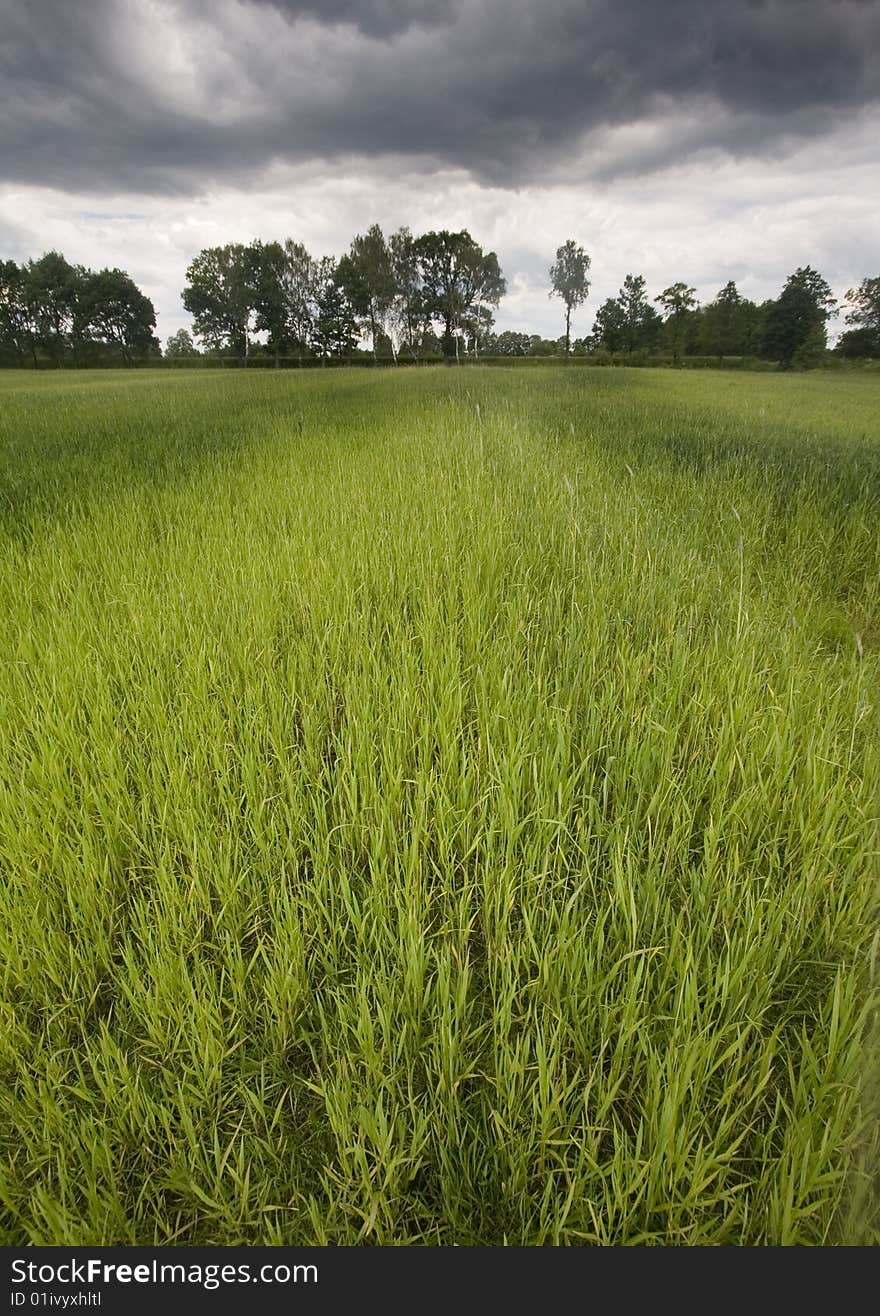 Green corn field in southern Poland. Green corn field in southern Poland