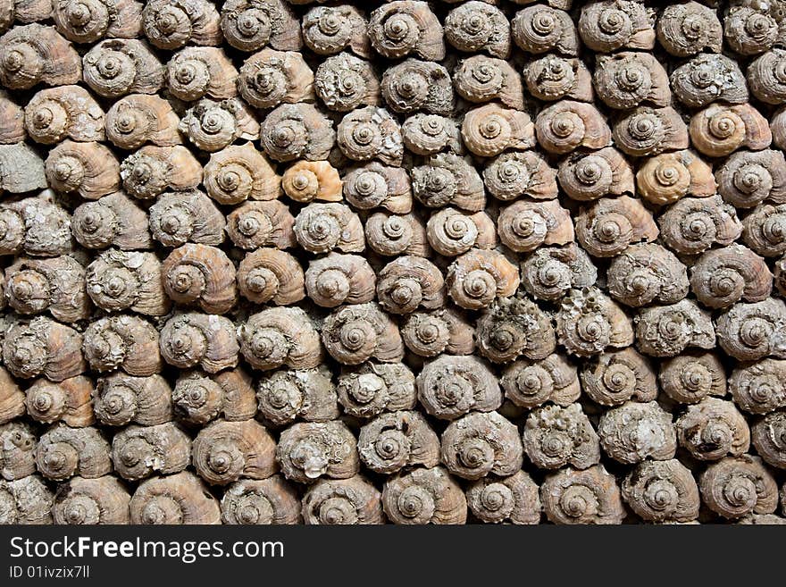 Sea shells decoration of wall in restaurant