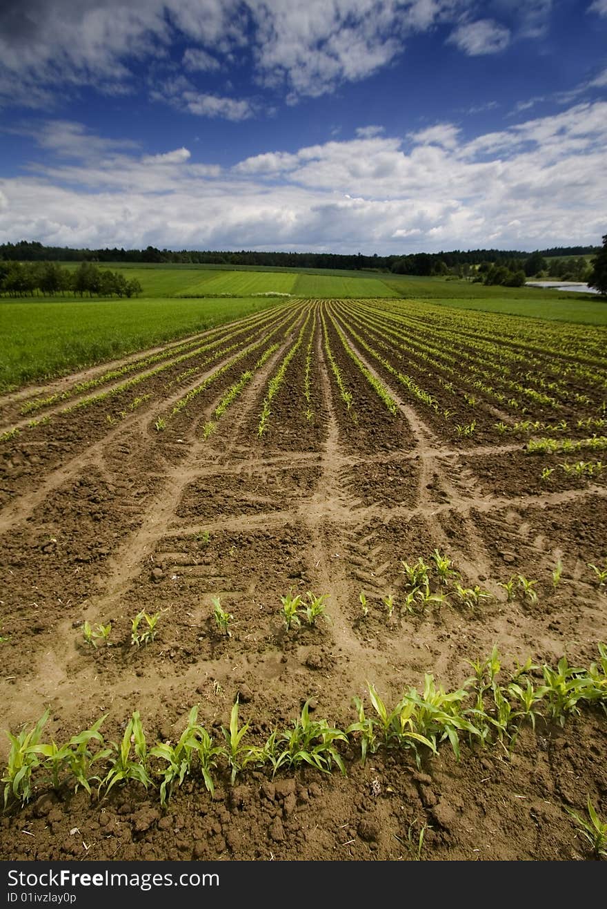 Green grain not ready for harvest growing in a farm field. Green grain not ready for harvest growing in a farm field