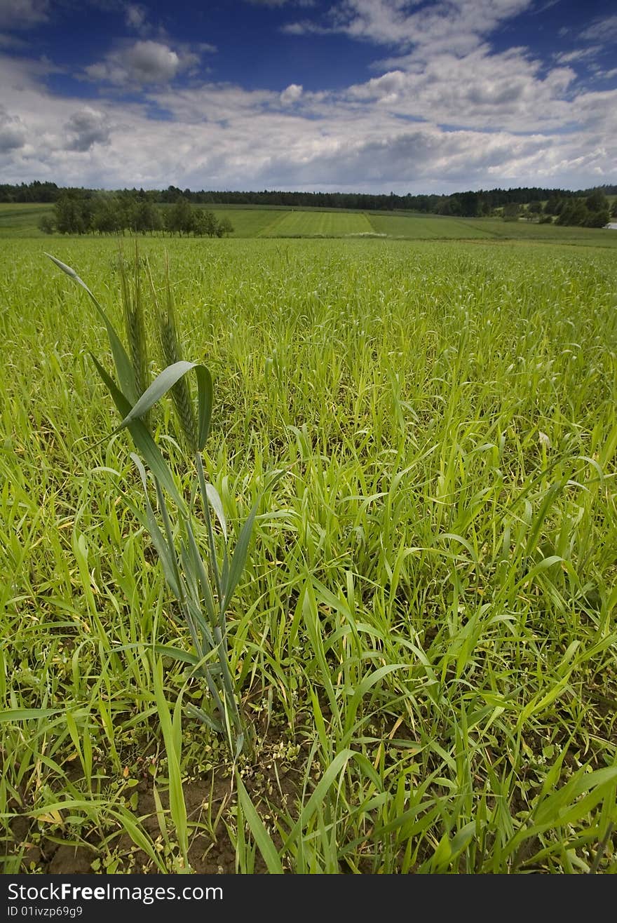 Green grain not ready for harvest growing in a farm field. Green grain not ready for harvest growing in a farm field