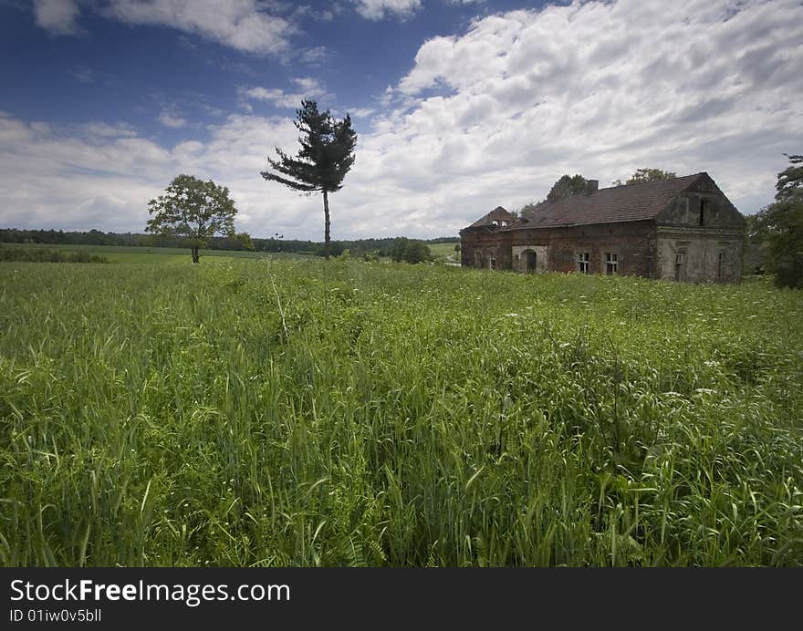 Green grain not ready for harvest growing in a farm field. Green grain not ready for harvest growing in a farm field