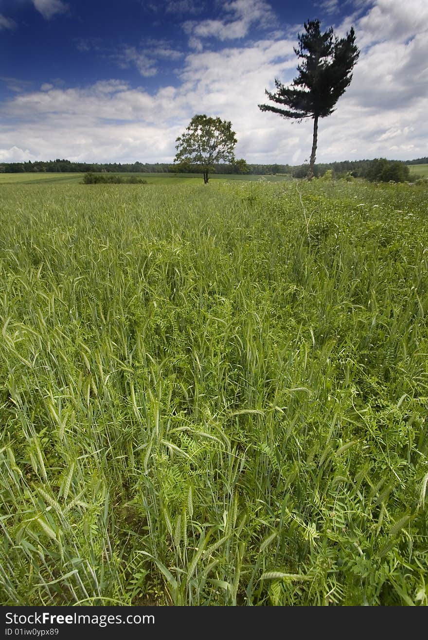 Green grain not ready for harvest growing in a farm field. Green grain not ready for harvest growing in a farm field