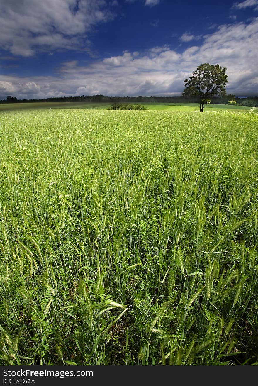 Green grain not ready for harvest growing in a farm field. Green grain not ready for harvest growing in a farm field