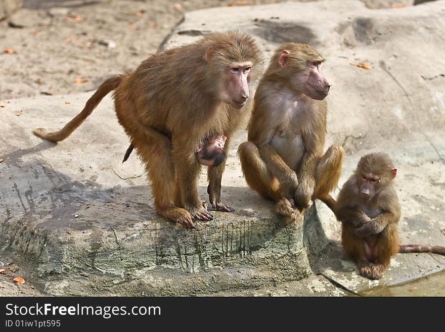 Monkey family in Poland zoo. Monkey family in Poland zoo