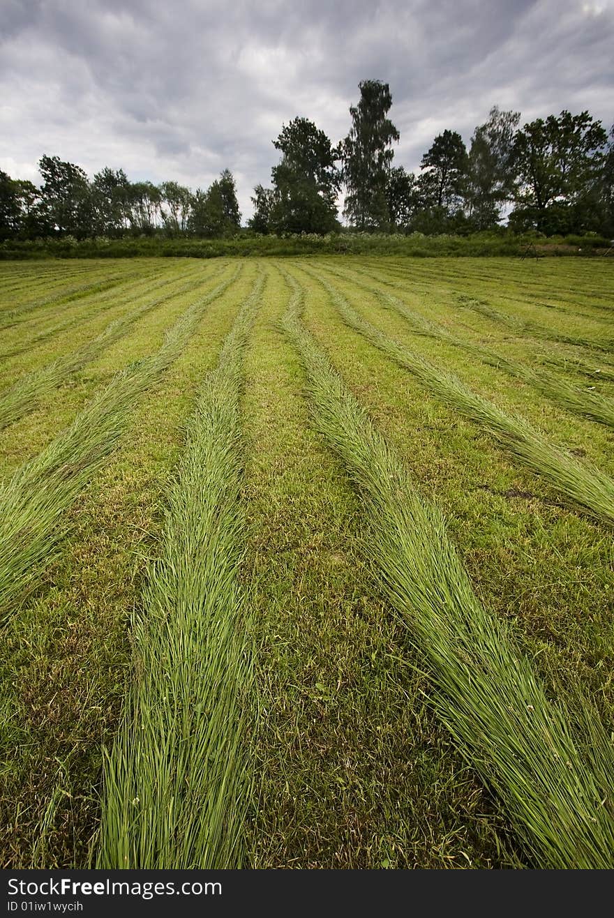 Green grain not ready for harvest growing in a farm field. Green grain not ready for harvest growing in a farm field