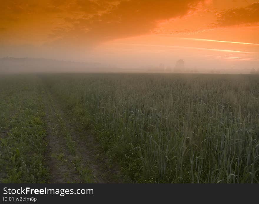 Green grain not ready for harvest growing in a farm field. Green grain not ready for harvest growing in a farm field