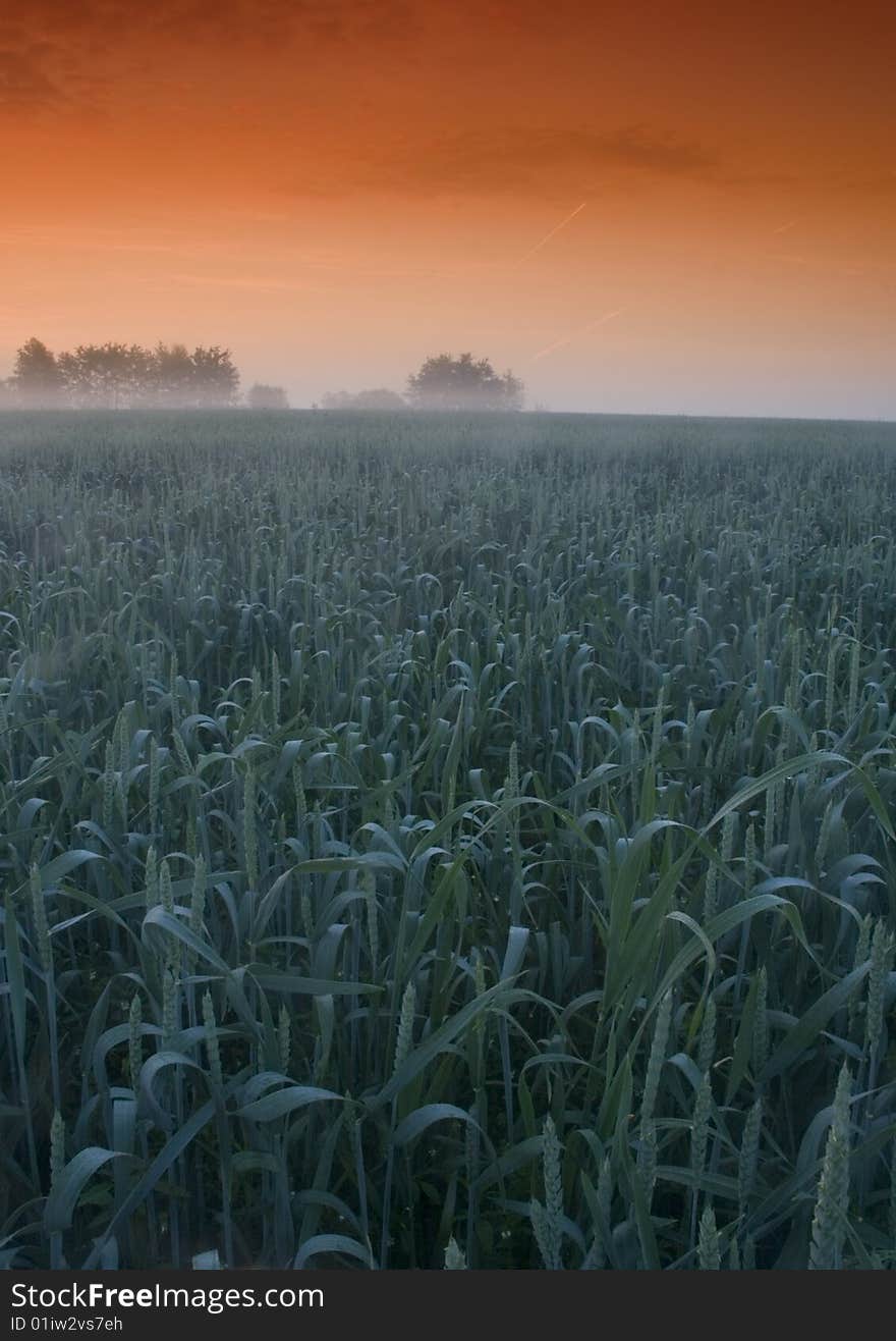 Green grain not ready for harvest growing in a farm field. Green grain not ready for harvest growing in a farm field