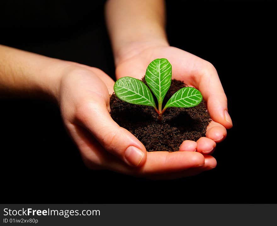 Plant In Hands