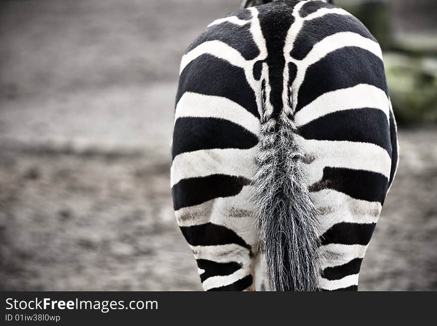 Torso of Equus Burchelli Zebra