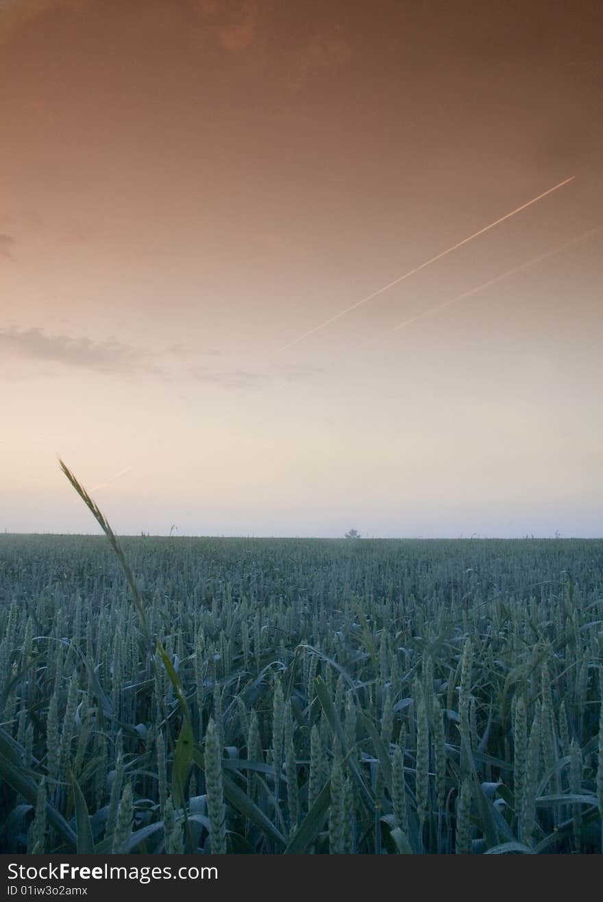 Green grain not ready for harvest growing in a farm field. Green grain not ready for harvest growing in a farm field