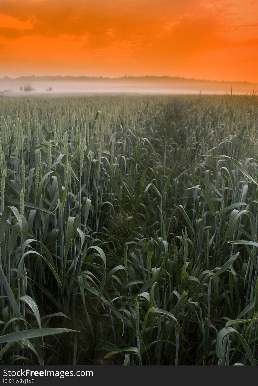 Green grain not ready for harvest growing in a farm field. Green grain not ready for harvest growing in a farm field