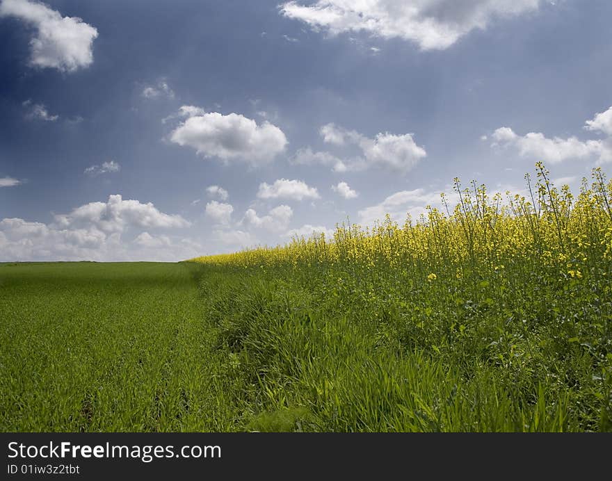 Yellow oilseed rape in southern Poland