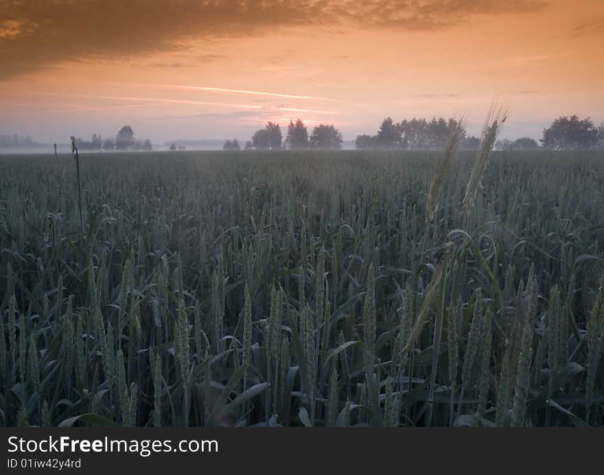 Green grain not ready for harvest growing in a farm field. Green grain not ready for harvest growing in a farm field