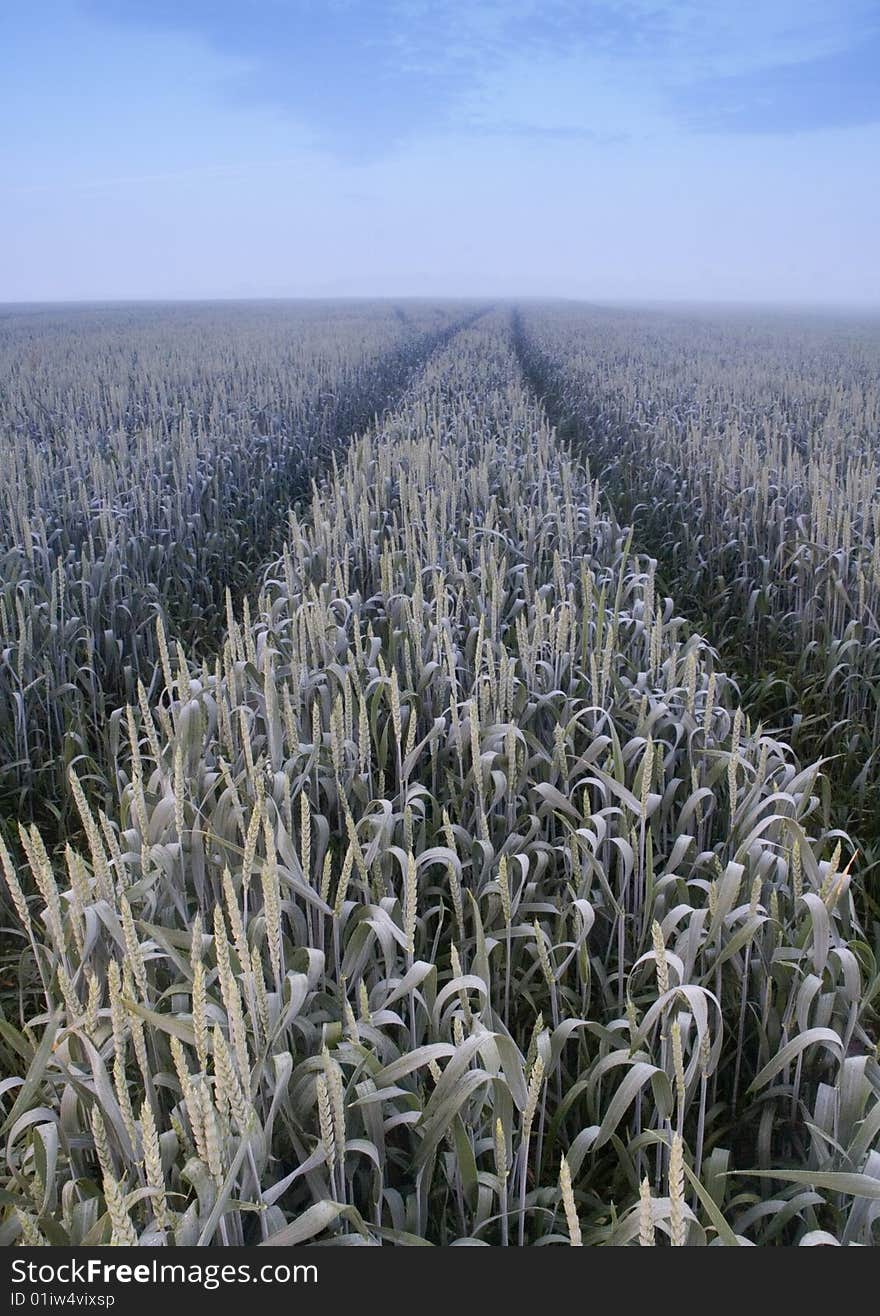 Green grain not ready for harvest growing in a farm field. Green grain not ready for harvest growing in a farm field