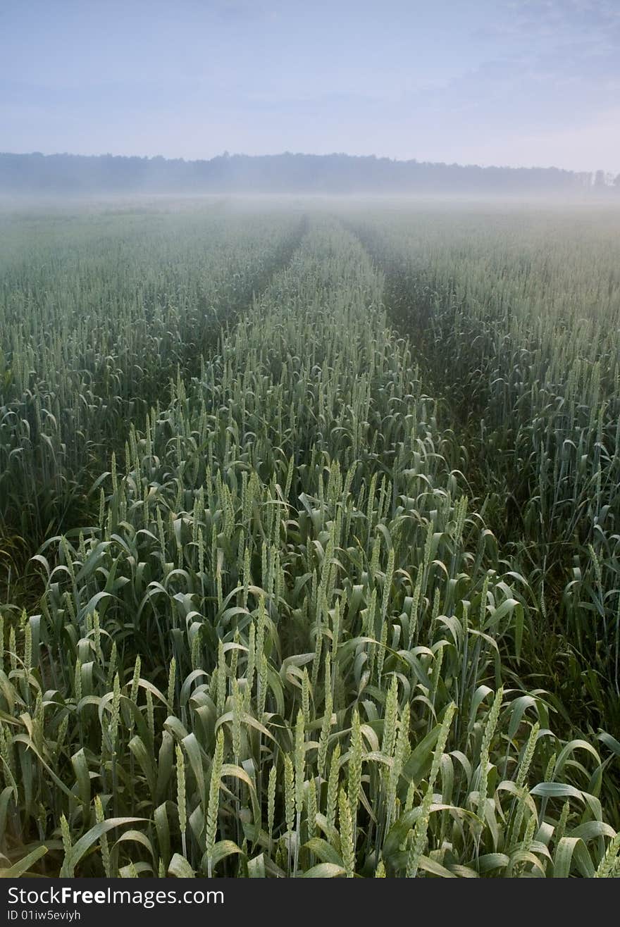 Green grain not ready for harvest growing in a farm field. Green grain not ready for harvest growing in a farm field