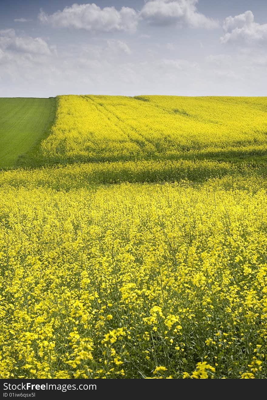 Yellow oilseed rape in southern Poland