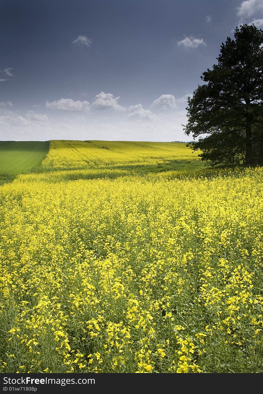 Yellow oilseed rape in southern Poland