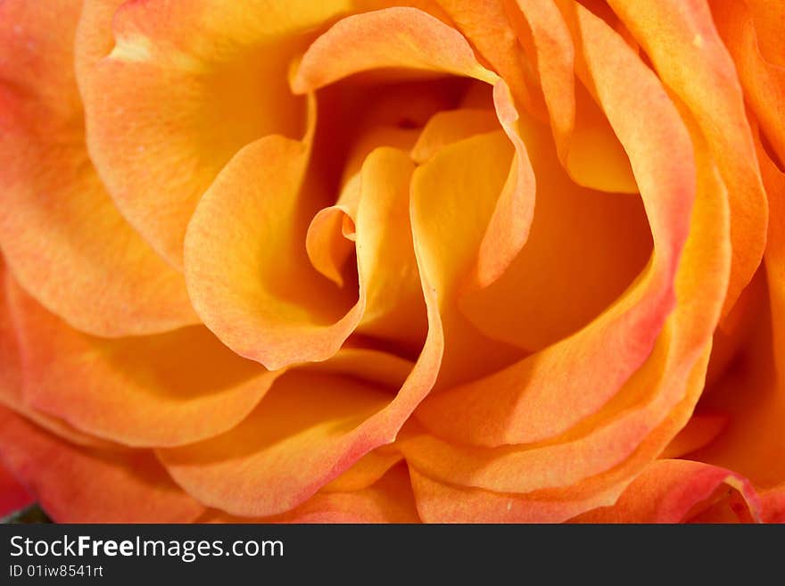 Macro image of Tea rose