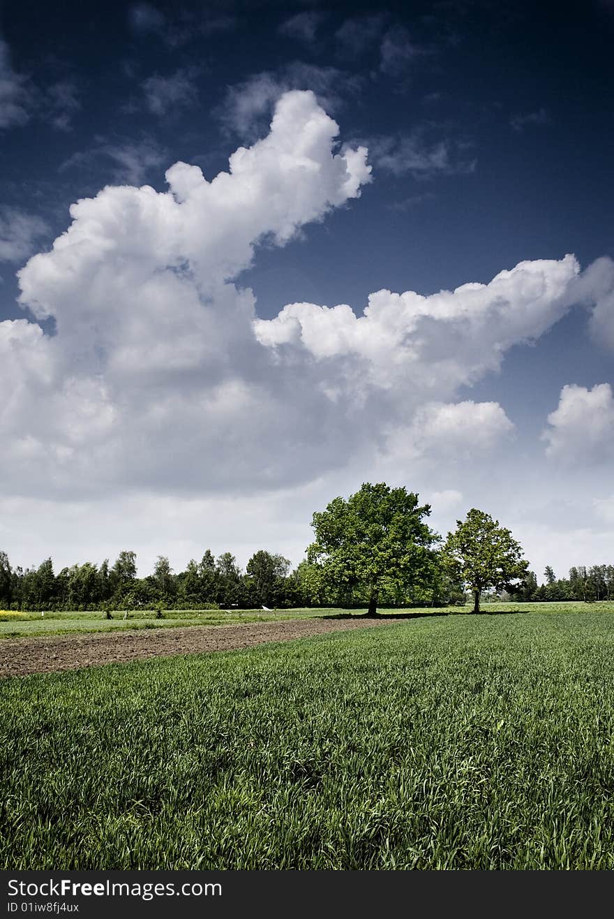 Green grain not ready for harvest growing in a farm field. Green grain not ready for harvest growing in a farm field