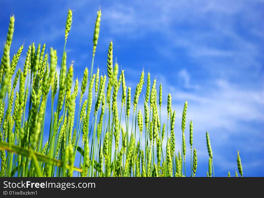 Early summer corn with a blue sky background. Early summer corn with a blue sky background