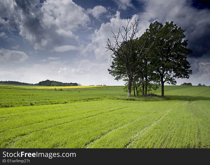 Green grain not ready for harvest growing in a farm field. Green grain not ready for harvest growing in a farm field