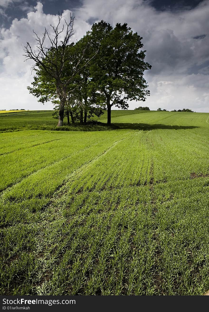 Green grain not ready for harvest growing in a farm field. Green grain not ready for harvest growing in a farm field