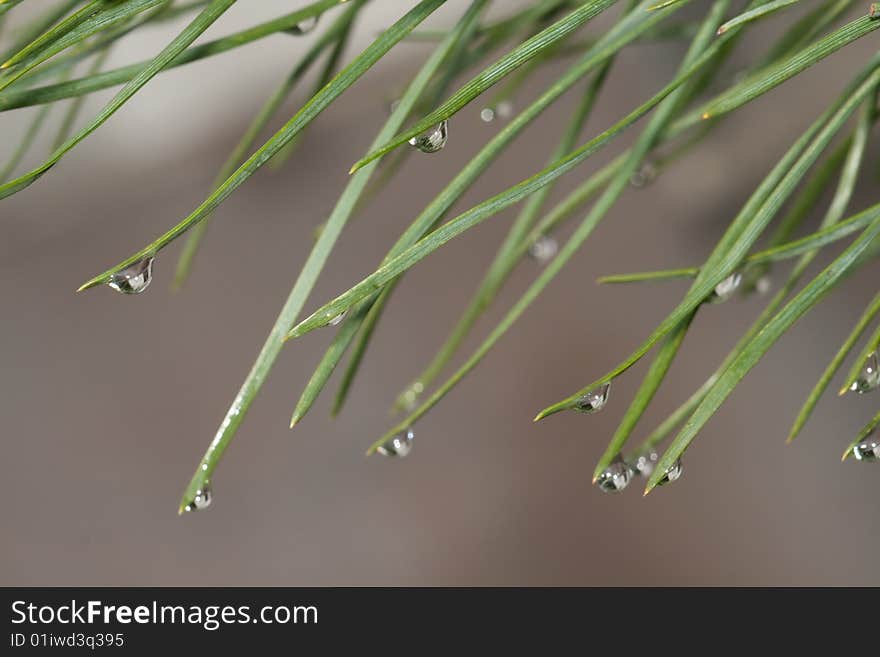 Needles with water drops, raindrops, beauty of nature