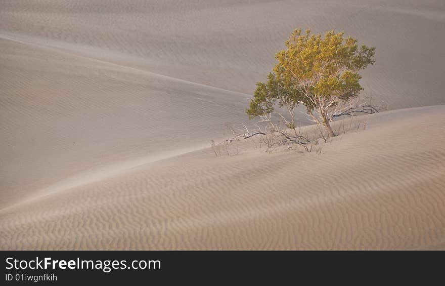 Tree and Sand Dunes