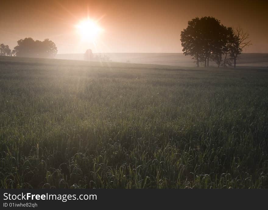 Green grain not ready for harvest growing in a farm field. Green grain not ready for harvest growing in a farm field