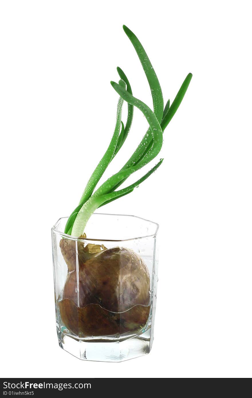 Onion in glass with water