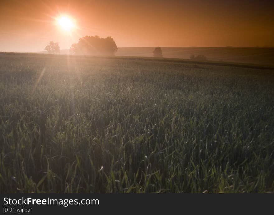 Green grain not ready for harvest growing in a farm field. Green grain not ready for harvest growing in a farm field